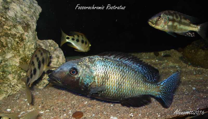 Fossorochromis rostratus